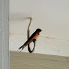 Barn Swallow