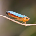 Leafhopper