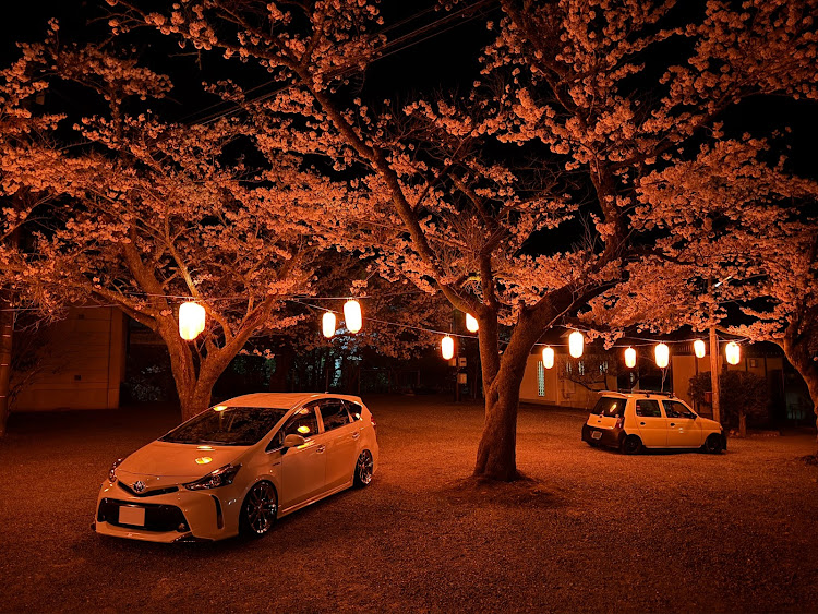 プリウスαの桜と愛車・4月もよろしくお願い致します🌸・桜シーズン開幕・ドライブに関するカスタム事例の投稿画像2枚目
