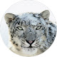 Snow Leopard Custom Wildcat Leopards New Tab