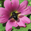 Carpenter Bee