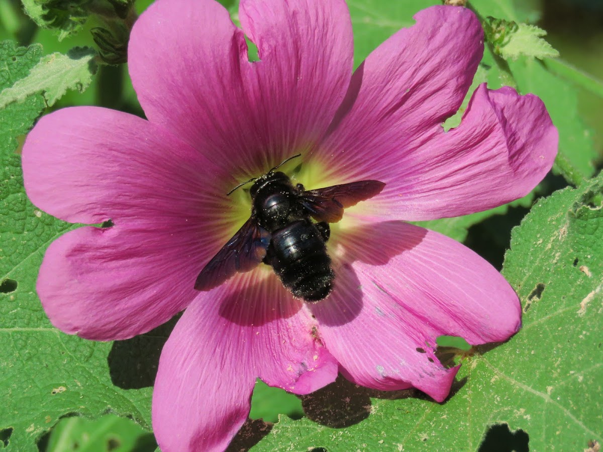 Carpenter Bee