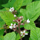 Rubus Hirtus