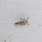 ailanthus Webworm Moth