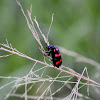 Orange Blister Beetle