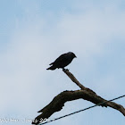 Jackdaw