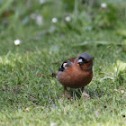 Common chaffinch