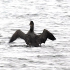 Common Loon