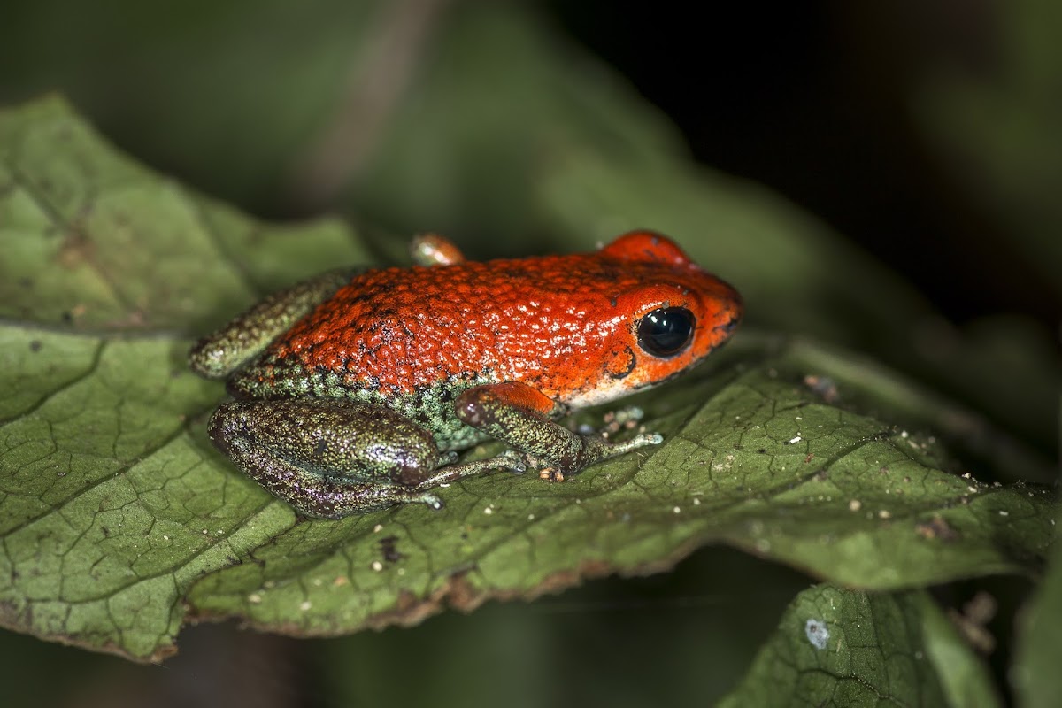 Granular Poison Frog