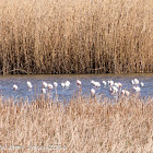 Flamingo; Flamenco