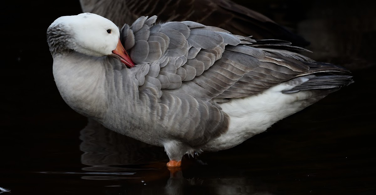 Snow Goose / Canada Goose hybrid