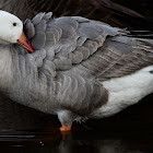 Snow Goose / Canada Goose hybrid