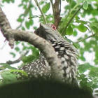 Asian Koel