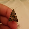 Bulia moth