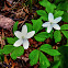 Wood Anemone