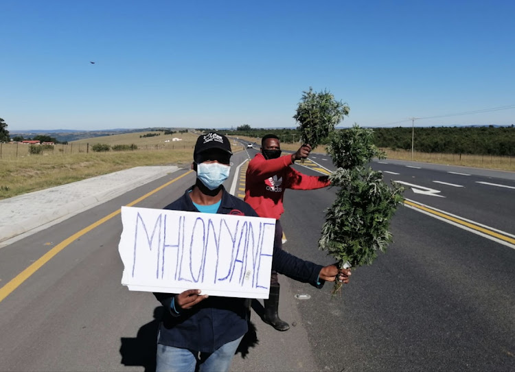 Thulani Ncanywa and Mzodumo Makhuphulo sell uMhlonyane - the African wormwood - along the N2 near Butterworth.