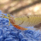 Flatheaded Mayfly ♀