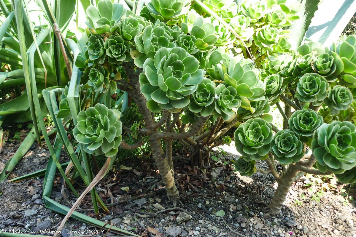 Echeveria