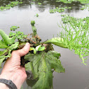 Floating Fern, Water Sprite, Indian Water Fern