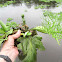 Floating Fern, Water Sprite, Indian Water Fern