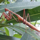 False Garden Mantid