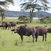 Water Buffalo