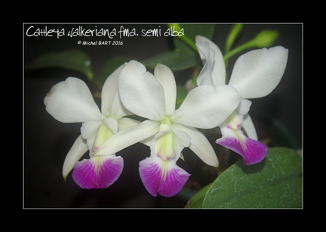 Cattleya walkeriana f. semi-alba  KtDrzd4gH0VlwS_gojaUl6Th44JxRj1tnxkqsCXjPd8Ug_qRsmNmmAXBIpGXISCUvcR1VKZBEq6gqA=w1366-h768-no