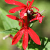 Cardinal Flower