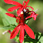 Cardinal Flower