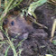 Pocket gopher