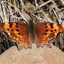 Satyr comma