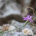 Centaurea