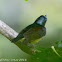 Brown-throated Sunbird