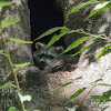 Raccoon