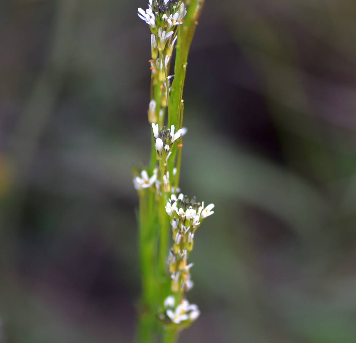 Arrowed Rockcress