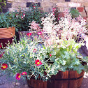 Argyranthemum and Heuschera