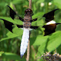 Common whitetail Dragonfly