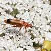 Red Soldier Beetle