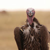 Lappet-faced vulture or Nubian vulture