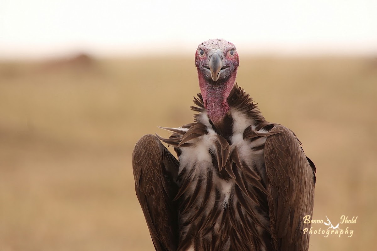 Lappet-faced vulture or Nubian vulture