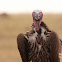 Lappet-faced vulture or Nubian vulture