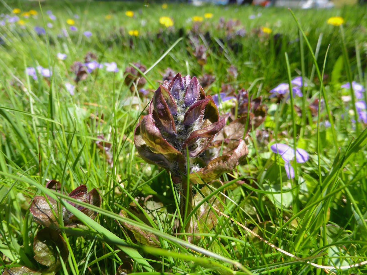 Common Bugle