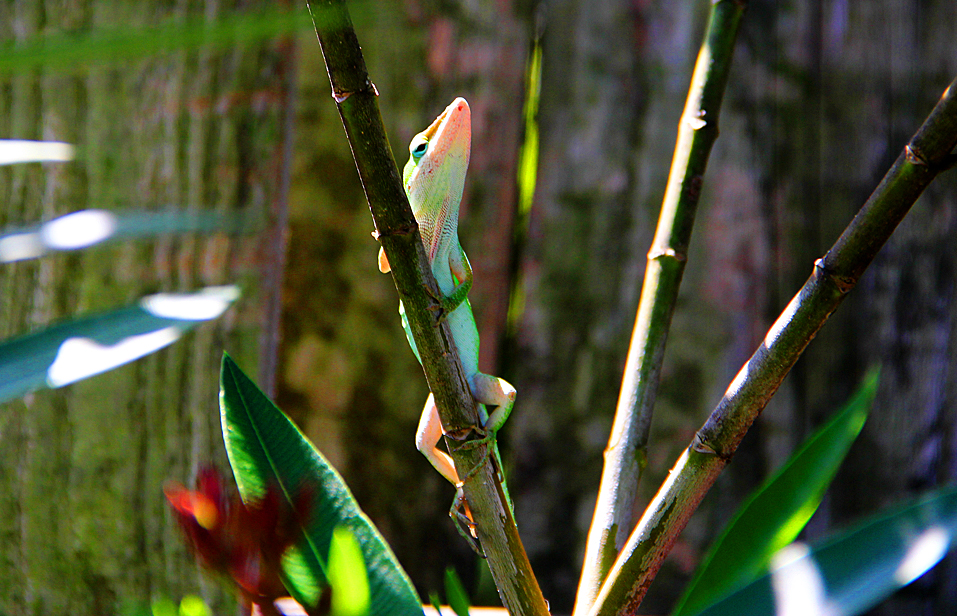 Green Anole Lizard