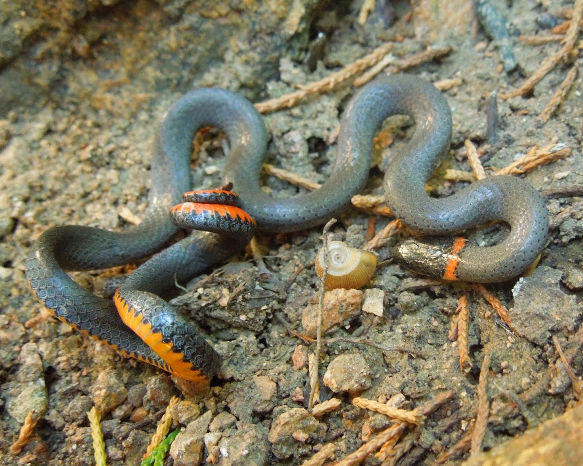 Ring-Necked Snake