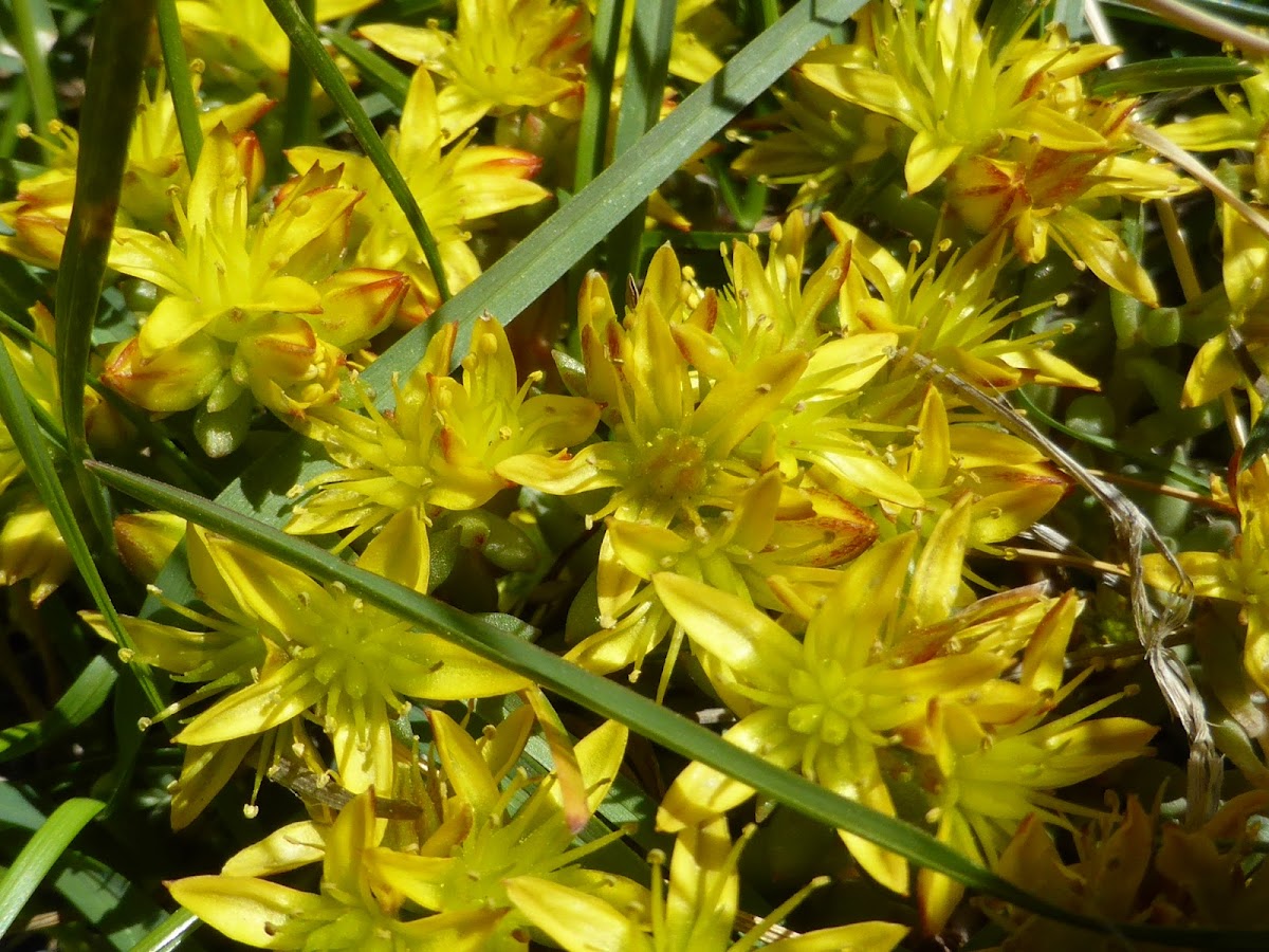 Yellow Stonecrop