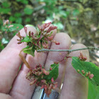 Black Cherry Leaf Gall Mite