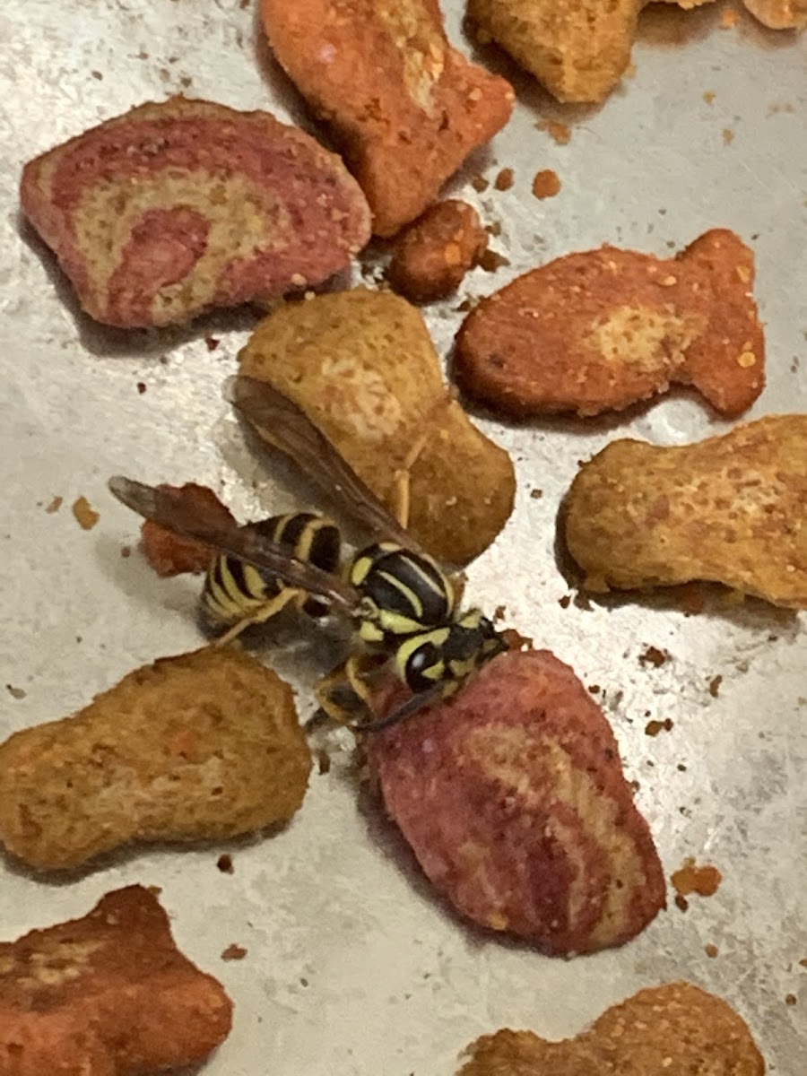 European Paper Wasp