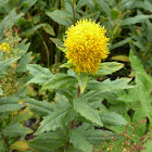 Western Canada Goldenrod