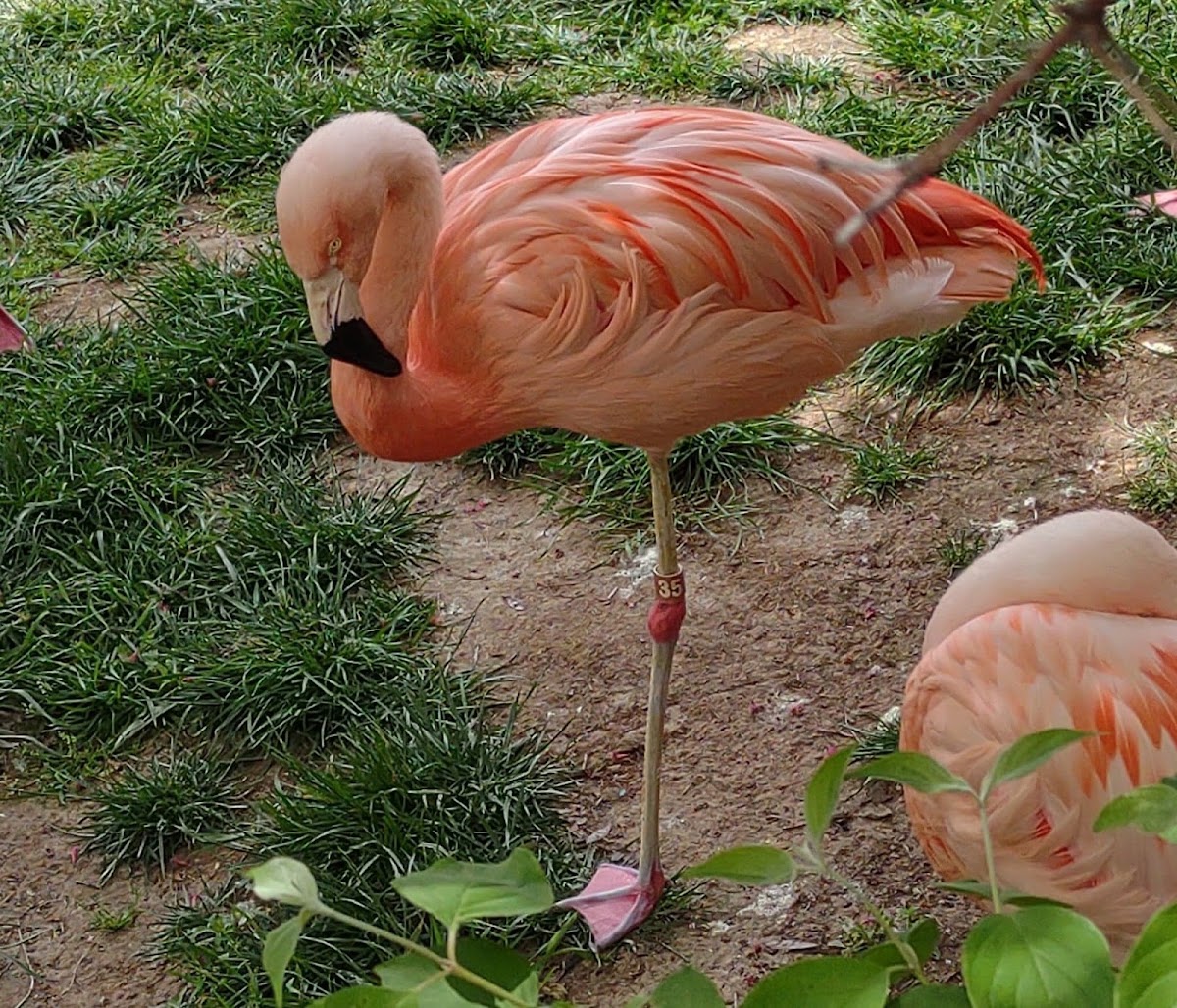 Flamingo