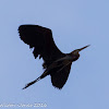 Purple Heron